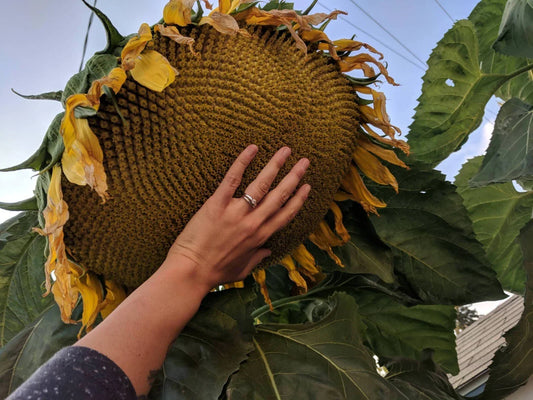 Mammoth Grey Stripe Sunflower Seeds - Pack of 25+ Helianthus annuus Large Bright Yellow Flowers for Garden, Pollinator Attraction