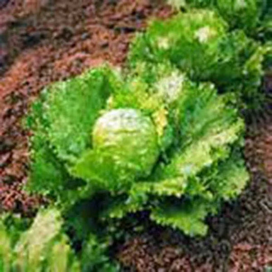 Iceberg Lettuce Seeds - Heirloom, Non-GMO, 1000 Seeds - Lactuca sativa for Fresh Salads & Gardening