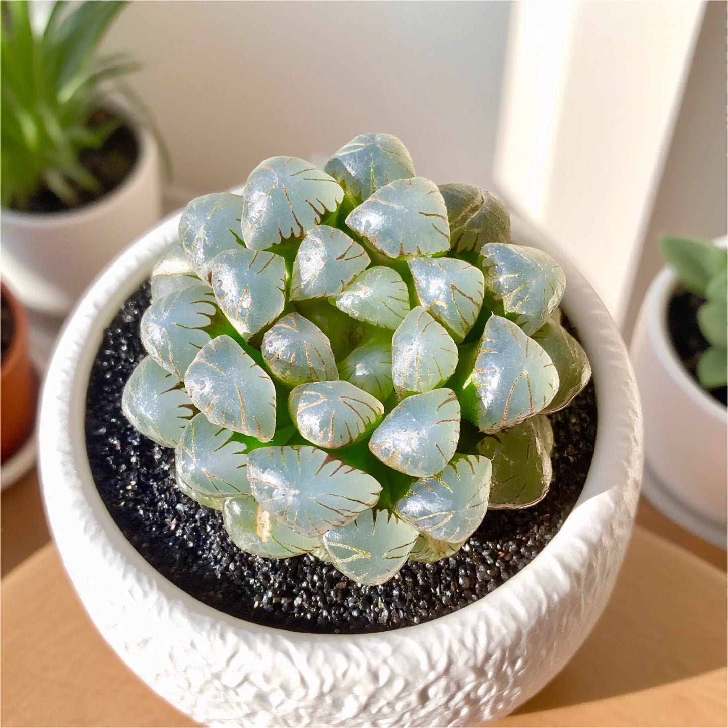 Rare Succulent Plant - 2.4" Haworthia cooperi Ice Lantern Bare Root, Unique Home & Office Decor, Easy Care, Translucent Rosettes