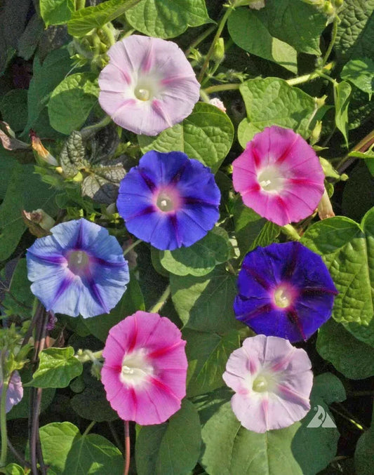 Morning Glory Seeds - Tall Mix, 5 Colors, Non-GMO, Attracts Pollinators & Hummingbirds, Ipomoea purpurea, Pack of 100