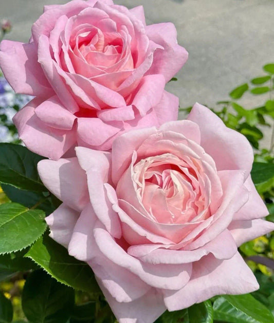 Light Pink Rose Cuttings - 3 Fresh Unrooted Propagation Cuttings 5-8" Rosa spp.