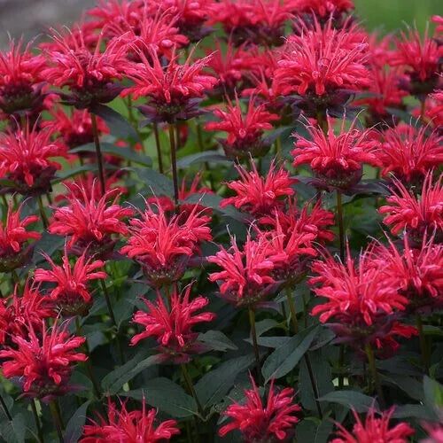 Red Velvet Bee Balm Seeds - 100 Pack, Monarda Didyma, Perennial Flower for Hummingbirds, Butterflies, Pollinators, Garden Beds & Containers