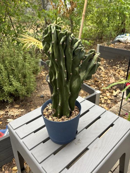 Large Monstrose Peruvian Apple Cactus Plant | Live Cereus peruvianus | Texas Grown Succulent with Unique Twisted Growth