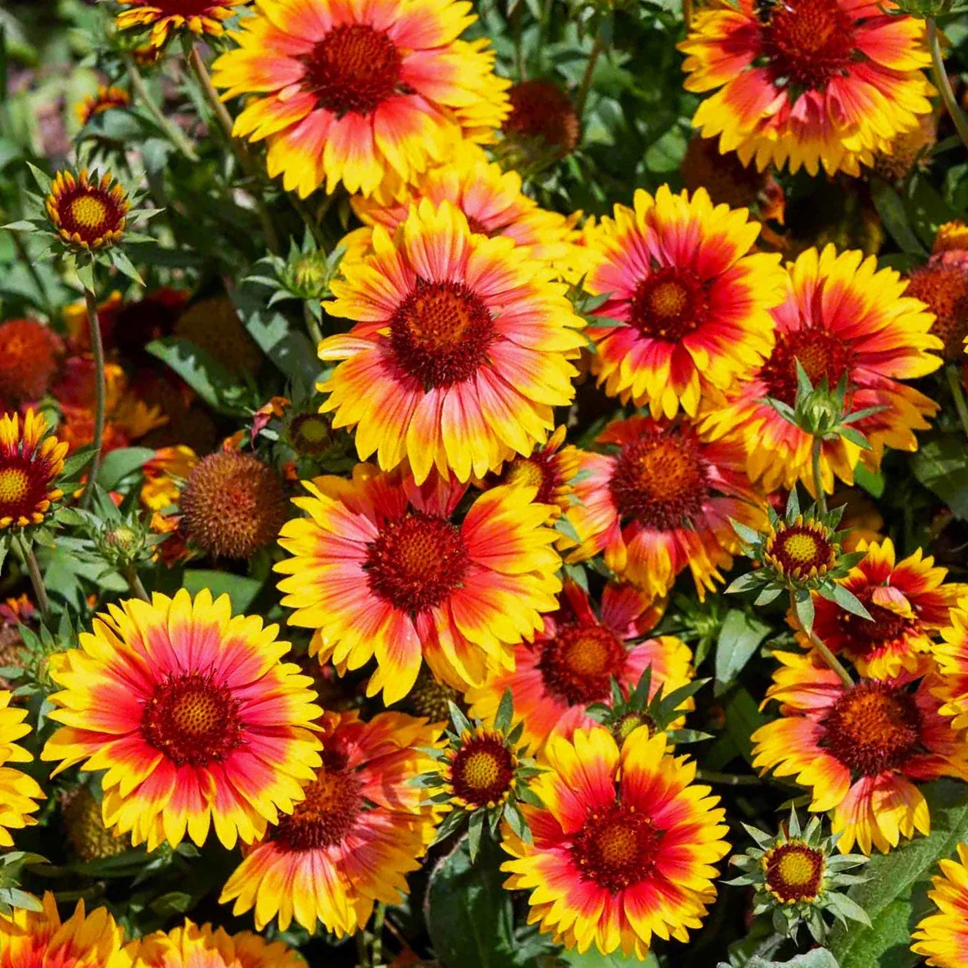 Perennial Blanket Flower Seeds Gaillardia Aristata Wildflower Seeds for Garden Borders and Pollinator Gardens