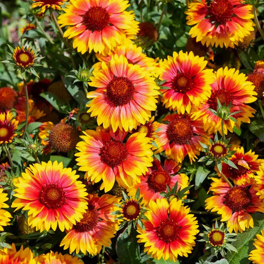 Perennial Blanket Flower Seeds Gaillardia Aristata Wildflower Seeds for Garden Borders and Pollinator Gardens
