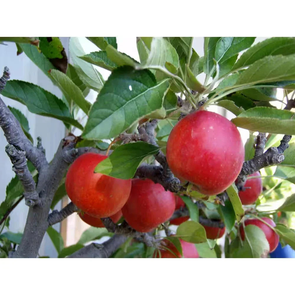 Dwarf Fuji Apple Tree Bare Root - Malus domestica - Compact Fruit Tree for Home Garden, Easy to Grow, Delicious Apples