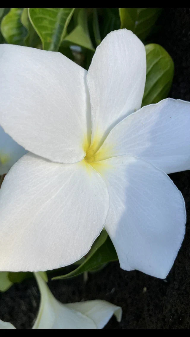 Hawaiian Fiddle Plumeria Plant #8 – Tropical Flowering Variety, Plumeria pudica for Gardens & Landscaping