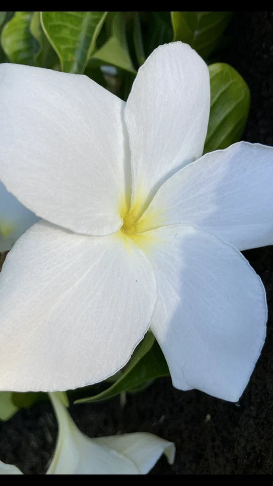 Hawaiian Fiddle Plumeria Plant #8 – Tropical Flowering Variety, Plumeria pudica for Gardens & Landscaping