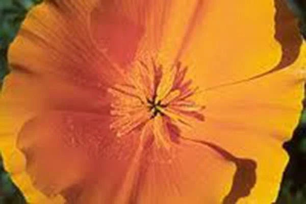 California Poppy Seeds 500 Count Bright Orange Flowers Eschscholzia californica for Wildflower Gardens, Borders & Containers