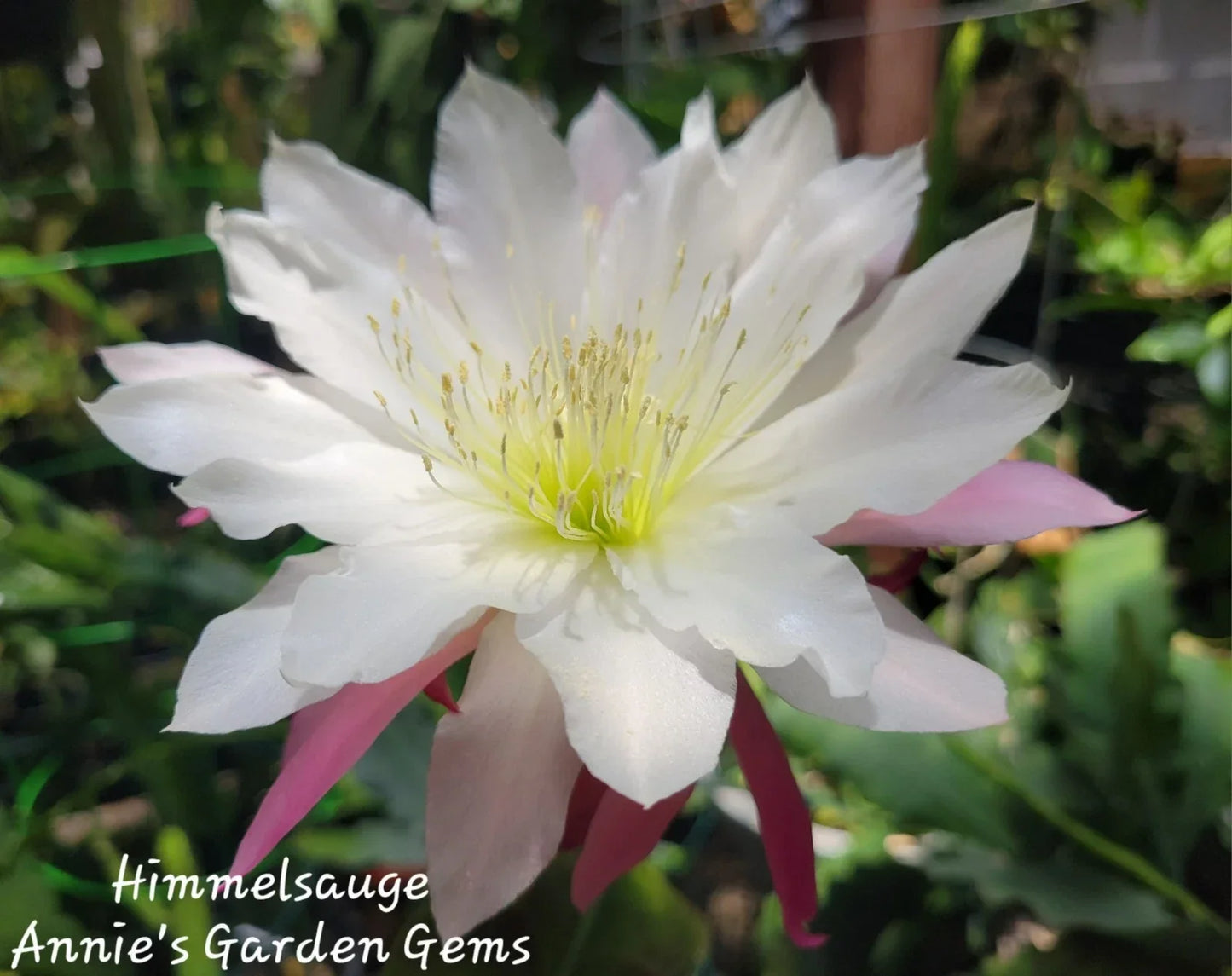 Epiphyllum Himmelsauge Cuttings | Orchid Cactus | 8-10 Inches Long | Indoor & Outdoor Propagation | Epiphyllum oxypetalum