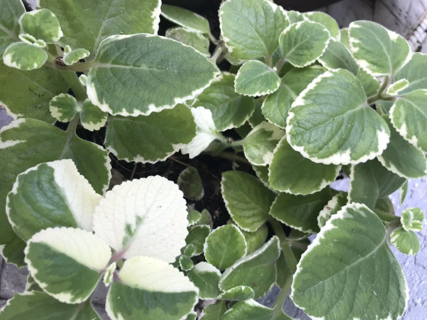 Variegated & Green Cuban Oregano Plant Cuttings – 6 Plectranthus Thyme Herb for Gardening & Culinary Use