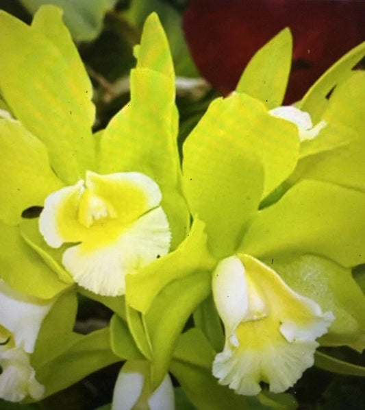 Orchid Seedling Bare Root Hawaiian Passion Camela Phalaenopsis amabilis Exotic Flowering Plant