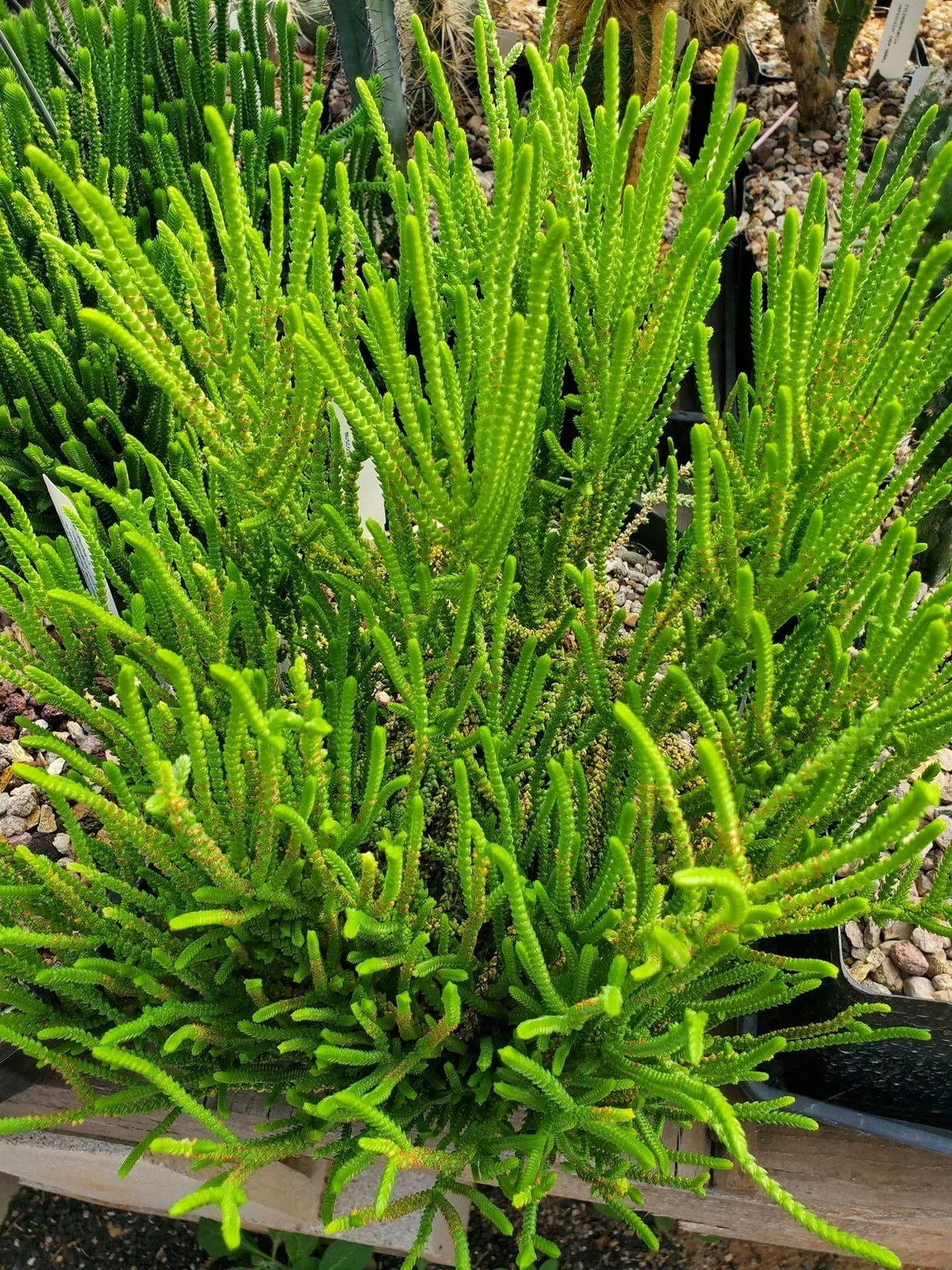 Crassula Muscosa Succulent Plant - Unique Layered Foliage for Indoor or Outdoor Decor - Crassulaceae