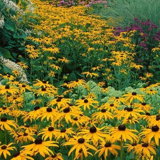 Black Eyed Susan Seeds - 500 Non-GMO Rudbeckia hirta Perennial Wildflower for Gardens, Borders, and Meadows