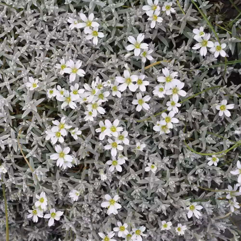 Snow In Summer Seeds – Cerastium tomentosum Groundcover Perennial – White Flowers, Drought-Tolerant, Fast-Growing, 300+ Seeds