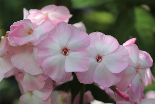 Mother of Pearl Phlox Seeds - 100+ Pastel Pink Purple White Flower Seeds for Garden Planting - Phlox paniculata