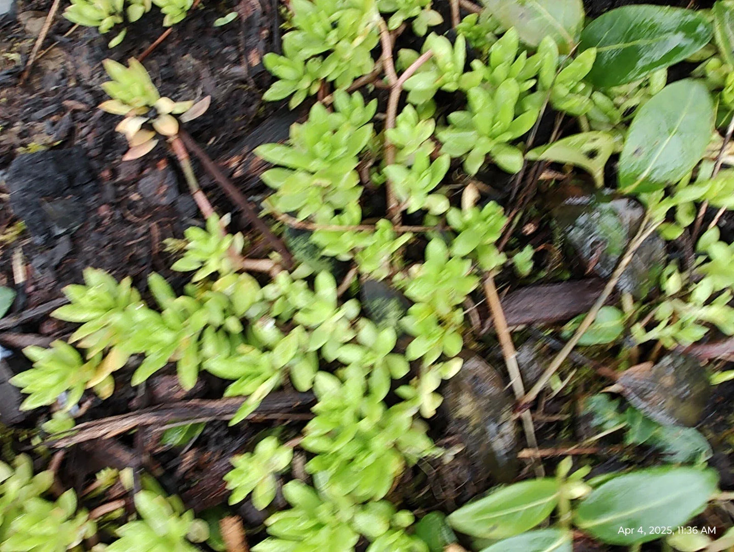Creeping Sedum Groundcover Plants – 50 Perennials, Varied Sizes, Sedum spp., Drought-Tolerant, Low Maintenance, Succulent Leaves