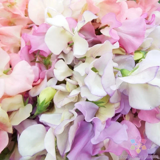 Heirloom Sweet Pea Seeds - 50+ Pastel Mix, Fragrant Climbing Vine, Lathyrus odoratus, Garden Flower, Non-GMO, USA Free Shipping