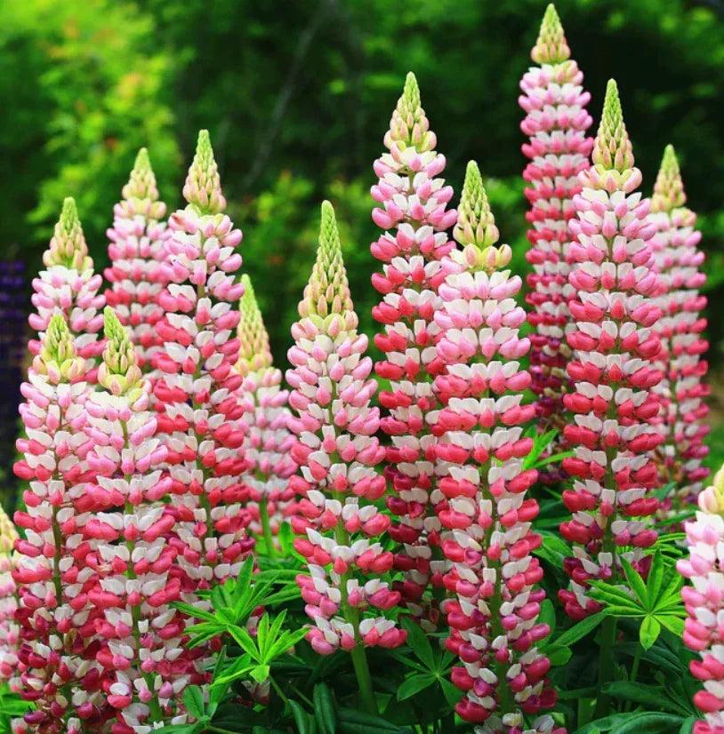 Russell Lupine Seeds Chatelaine Apricot Perennial Flower Attracts Hummingbirds Non-GMO 20 Seeds
