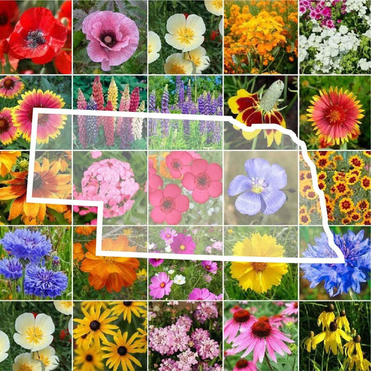 Nebraska Wildflower Seed Mix - Perennials & Annuals - Non-GMO 1000 Seeds - Native State Flower Blend for Gardens & Meadows