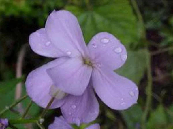 Dame's Rocket Seeds Pack of 1000+ | Hesperis matronalis | Fragrant Purple, Pink & White Flowers | Easy to Grow