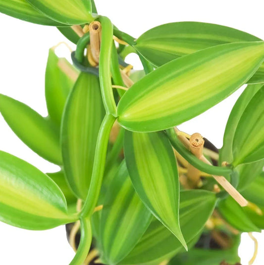 Live Variegated Vanilla Vine Plant – Rooted 3-5 Inches – Rare Vanilla Planifolia Climbing Vine for Indoor Garden