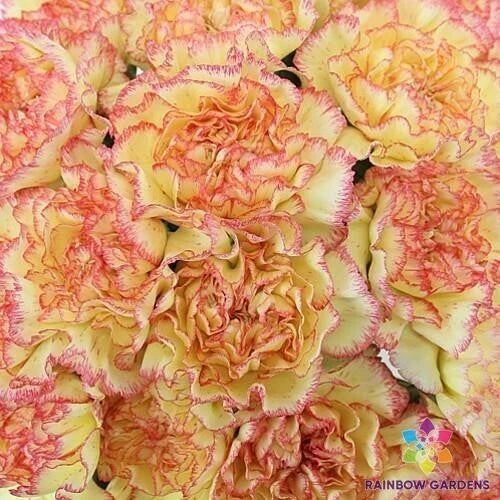 200+ Yellow Pink Carnation Seeds - Dianthus caryophyllus Perennial Flower Seeds for Garden, Pots & Beds | Fragrant, Pollinator-Friendly, Non-GMO