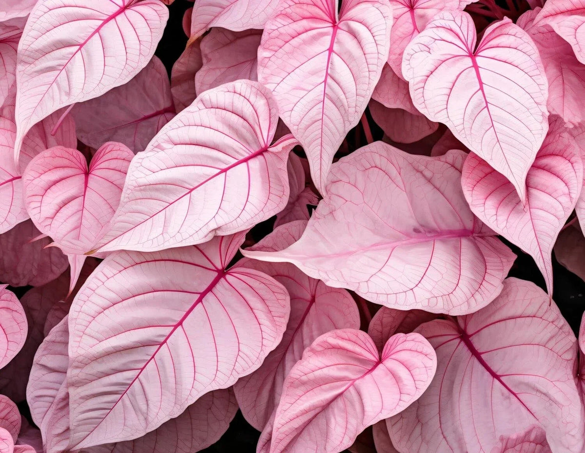 Caladium Bulbs 6 Pack - Pinky Swear Variety - Perennial Elephant Ears - Caladium bicolor for Shady Gardens