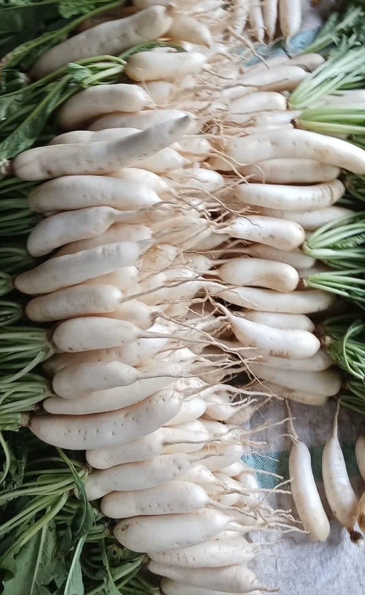 Japanese White Icicle Radish Seeds - Non-GMO Raphanus sativus, 100+ Seeds for Home Gardening, Salad, Pickling, Fast-Growing, Heirloom
