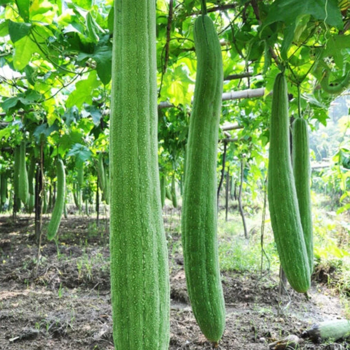 30pcs Non-GMO Luffa Gourd Seeds for Gardening, Loofah Sponge, Luffa aegyptiaca, Climbing Vine, Organic, Fast-Growing