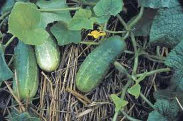 Pickling Cucumber Seeds 500 Heirloom Non-GMO Cucumis sativus for Homemade Pickles, Vining, Full Sun