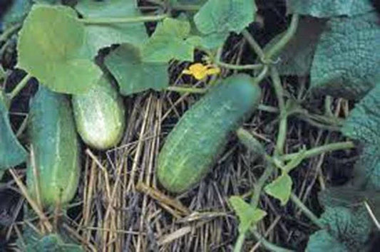 Pickling Cucumber Seeds 500 Heirloom Non-GMO Cucumis sativus for Homemade Pickles, Vining, Full Sun