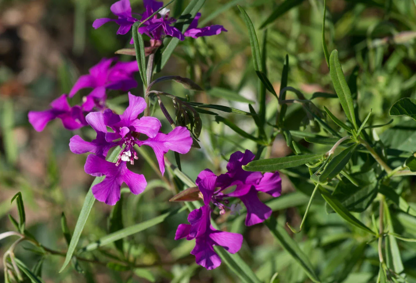 Clarkia Pulchella Seeds - 200 Count Non-GMO Flower Seeds for Garden, Deerhorn Clarkia, Vibrant Color, Easy to Grow, Sunny Location