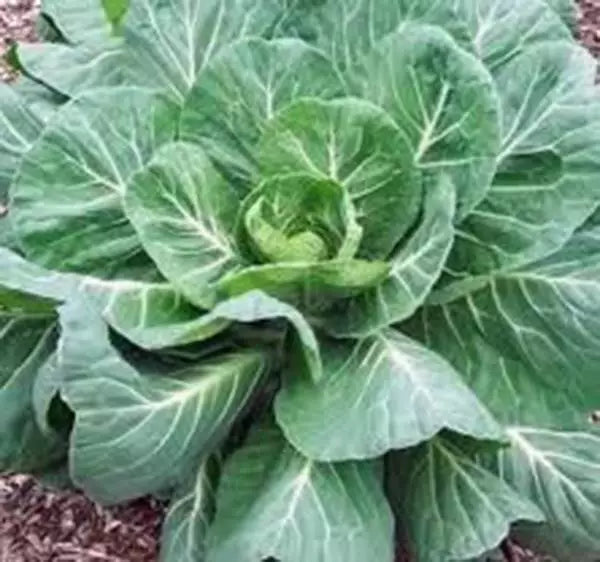 Collard Greens Seeds Pack of 500 Non-GMO Georgia Southern Heirloom Brassica oleracea var. viridis