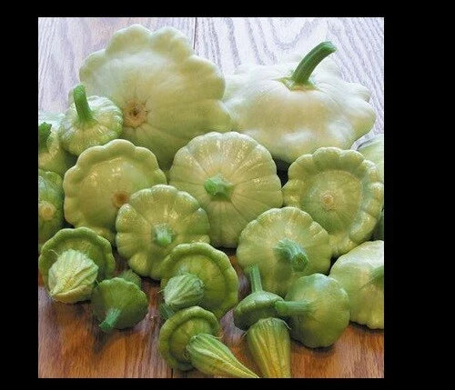 Bennings Green Tint Summer Squash Seeds – Patty Pan Cucurbita pepo, Prolific Scalloped Edible Vegetable, Full Sun, Bush Type, 10-100 Seeds