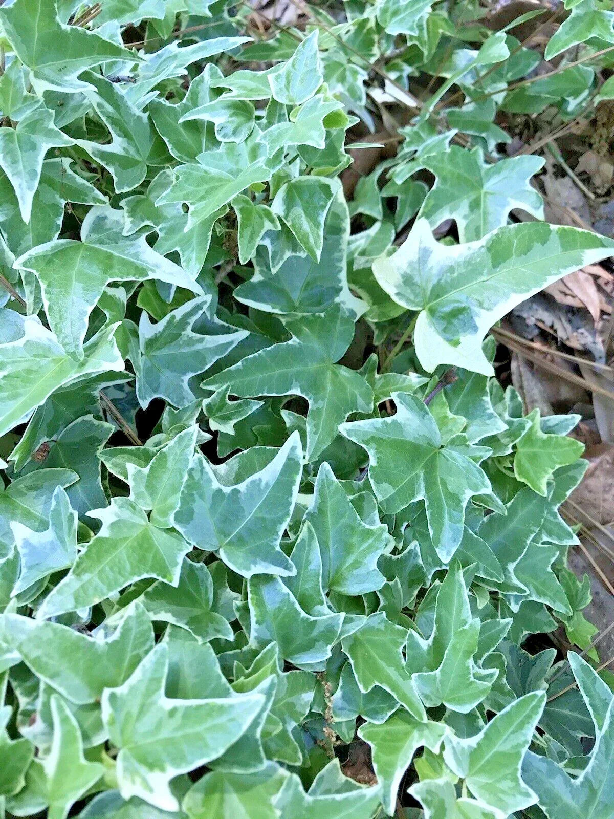 Variegated Ivy Ground Cover Plants 4-8 Inches Bare Root Hedera helix Shade Tolerant Indoor Outdoor