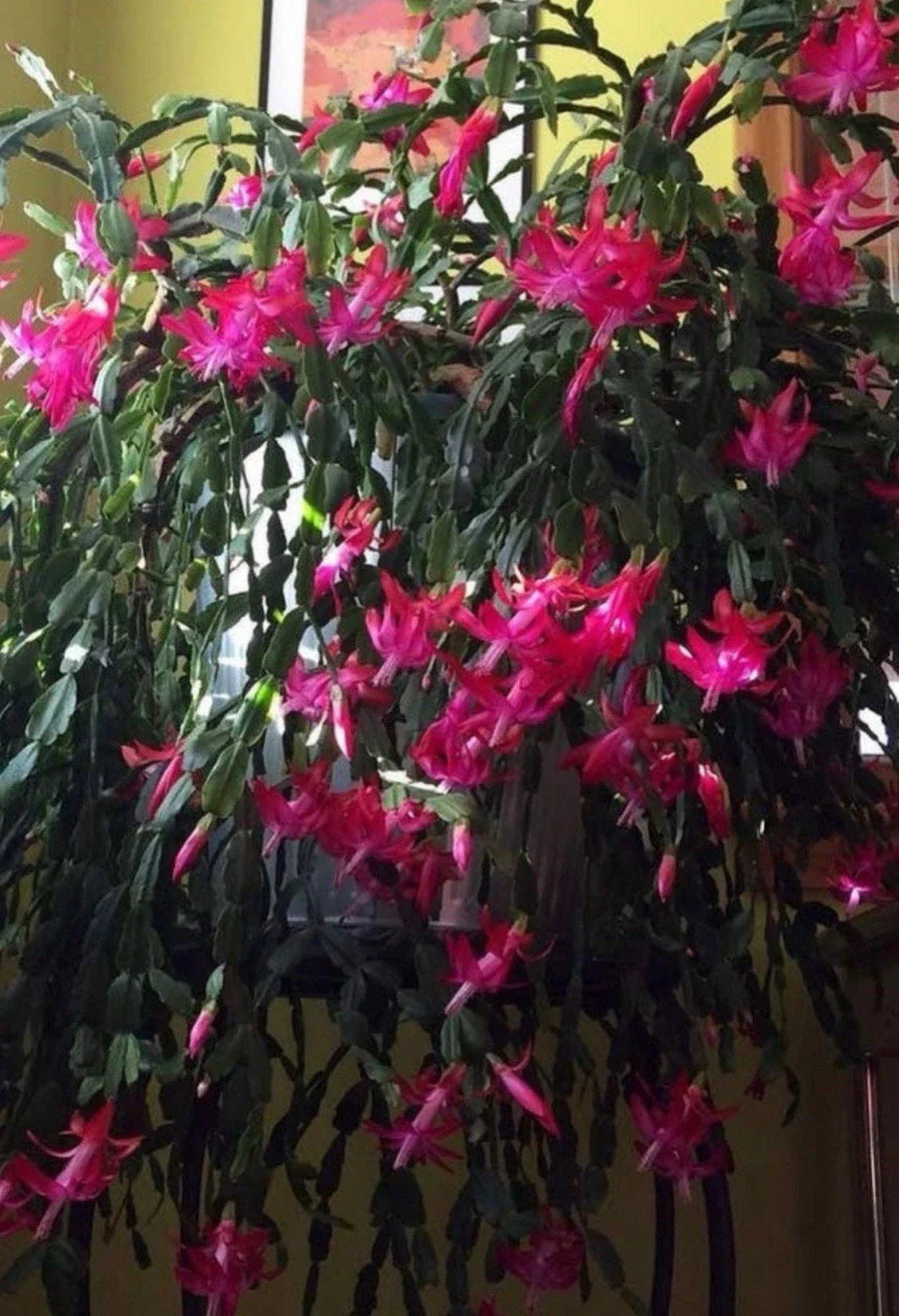 Christmas Cactus Starter Plant - Old Fashioned Pink Schlumbergera truncata - Indoor Holiday Succulent for Gifting and Decor