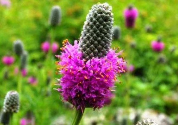 Purple Prairie Clover Seeds - 100 Fresh Dalea purpurea Perennial Wildflower for Pollinator Gardens and Prairie Restoration