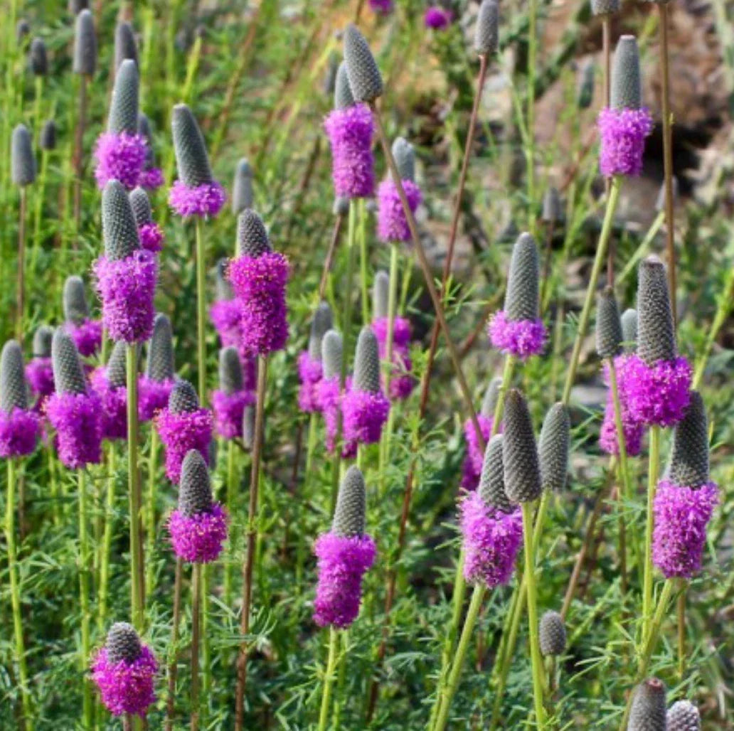 Purple Prairie Clover Seeds - Native Wildflower, Perennial, Dalea purpurea, Attracts Pollinators, Easy to Grow, USA, Free Shipping