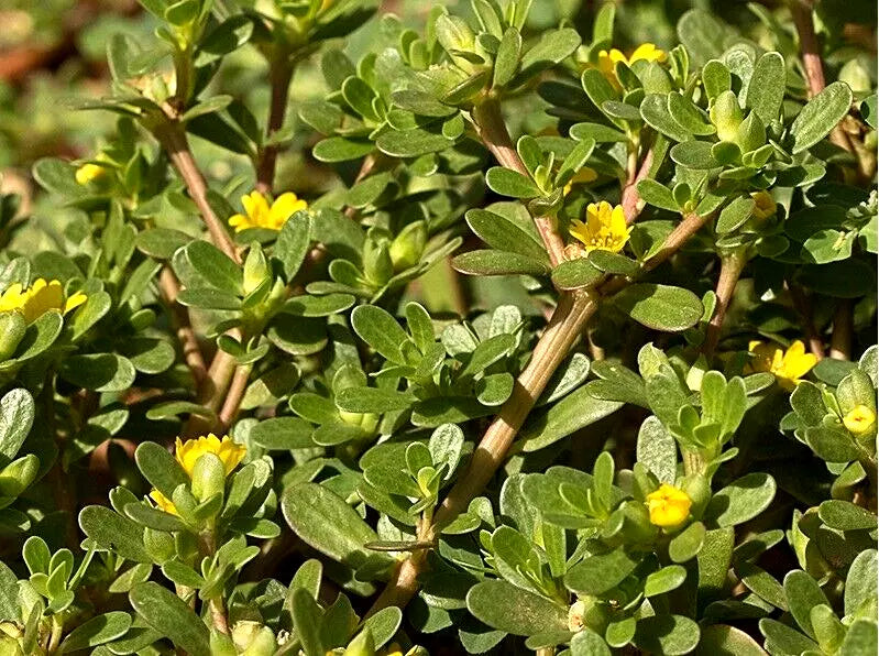 Organic Purslane Herb Seeds - 100+ Non-GMO Portulaca oleracea for Culinary Use, Edible, Full Sun, Well-Draining Soil, Bountiful Harvest