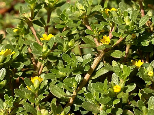 Organic Purslane Herb Seeds - 100+ Non-GMO Portulaca oleracea for Culinary Use, Edible, Full Sun, Well-Draining Soil, Bountiful Harvest