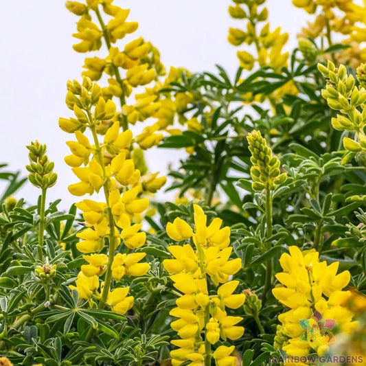 Golden Yellow Annual Lupine Seeds - 25+ Pack for Garden Planting - Lupinus polyphyllus - Bright Colorful Blooms, Attracts Pollinators