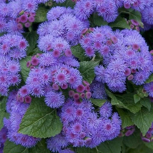 Ageratum Seeds - 500 Non-GMO Blue Mink Dwarf Floss Flower for Gardens, Purple Blooms, Butterfly Attractant, Ageratum houstonianum