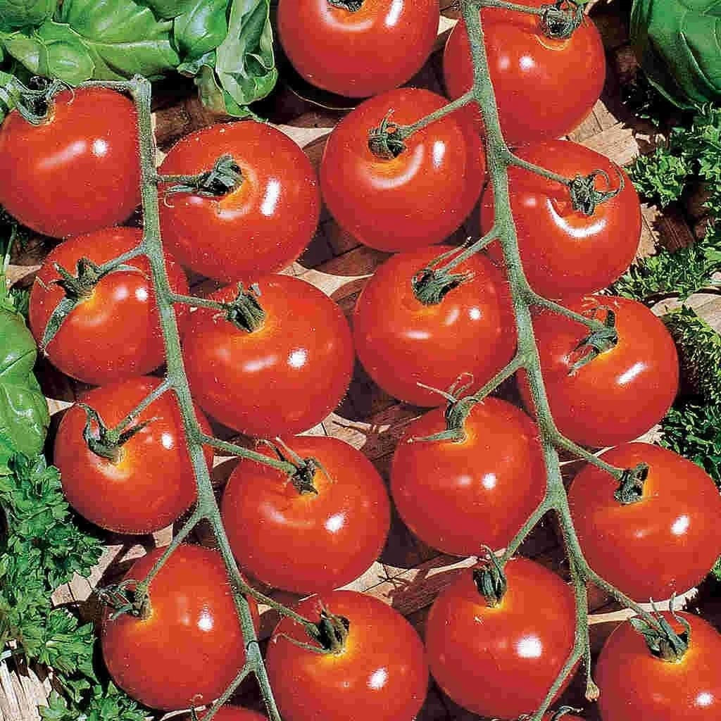 Sweetie Cherry Tomato Seeds - 30+ Organic Non-GMO Heirloom - Solanum lycopersicum - Perfect for Home Gardening