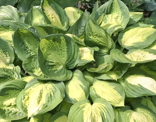 Hosta Bare Root Plant 1-2 Eyed 'Captain Kirk' Shade Perennial with Yellow Margins