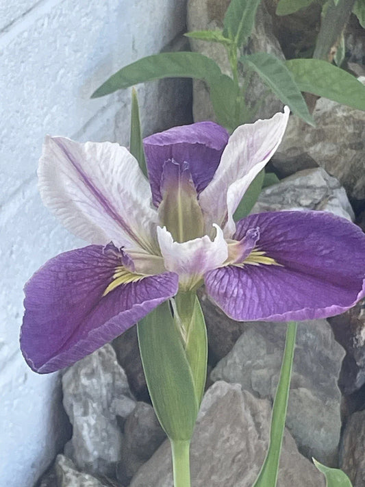Live Bi-Color Louisiana Iris Aquatic Marginal Pond Plant - Iris hexagona, Water Garden, Pond, Bog, Full Sun to Partial Shade