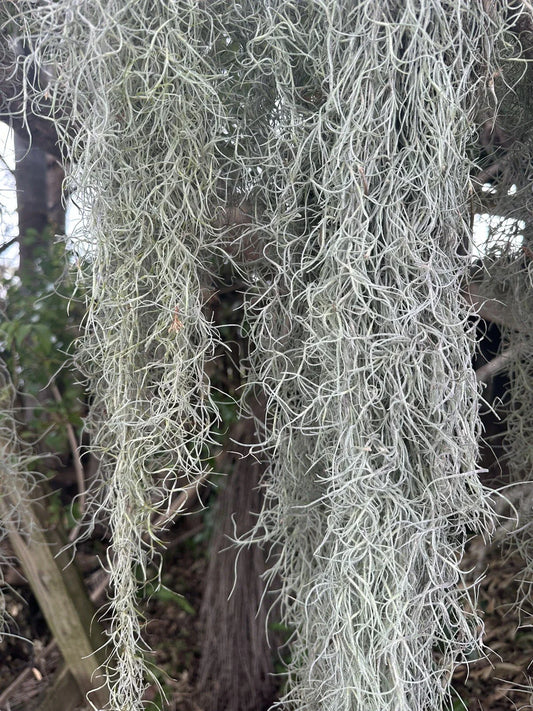 1 Gal Fresh Live Spanish Moss - Tillandsia Usneoides Air Plant for Orchids & Decor, Lush Green, Easy Care