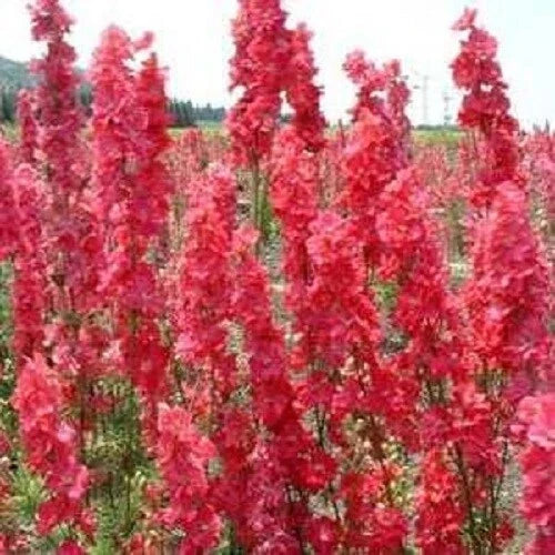 Red Delphinium Seeds - Perennial Garden Flower Pack of 50 - Delphinium elatum for Borders & Cut Flowers