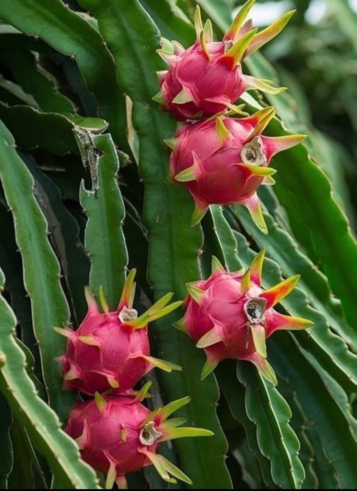Dragon Fruit Cuttings - Rooted Pitaya Plant - Hylocereus undatus - Exotic Fruit Plant for Garden or Indoor Growing