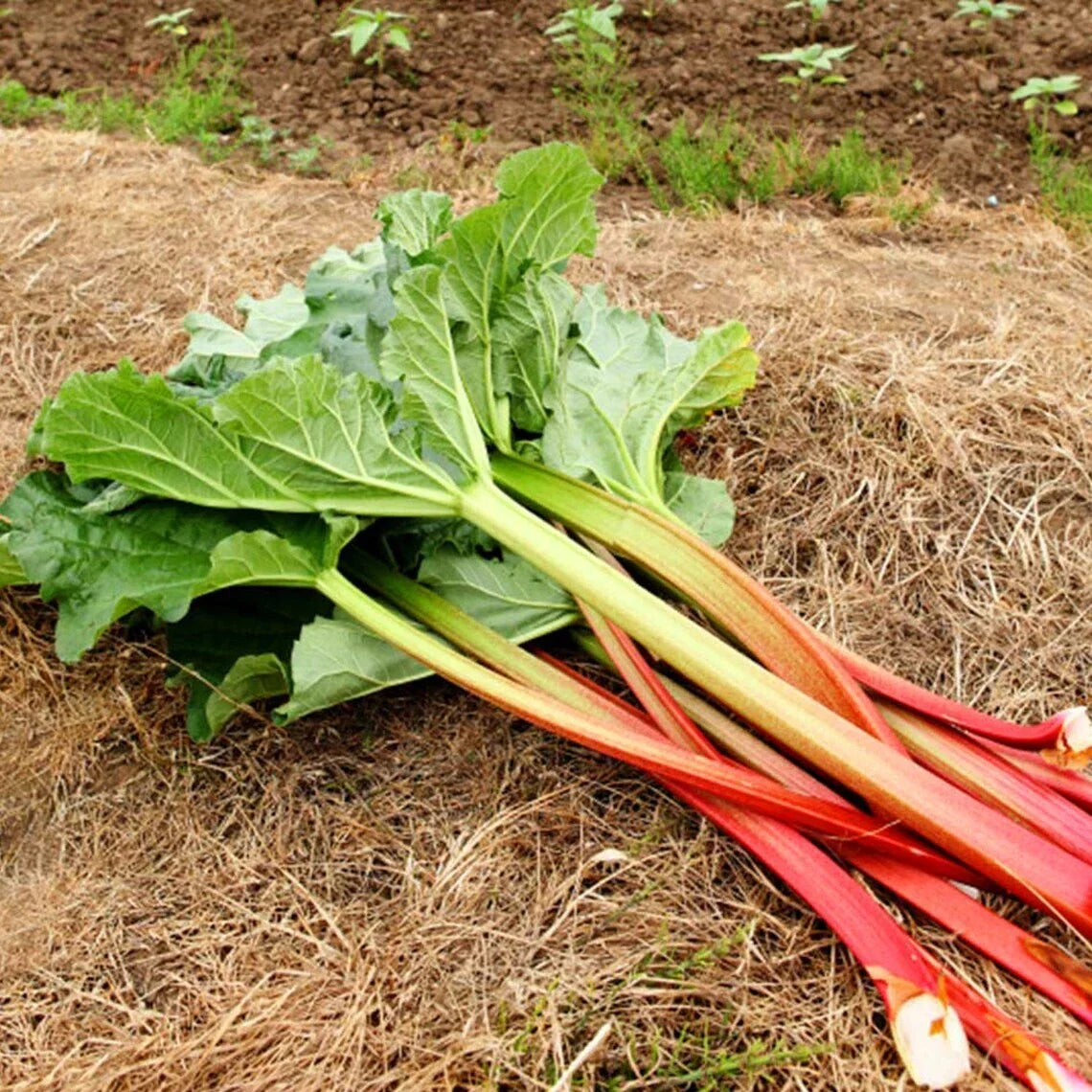 Victoria Rhubarb Seeds | Heirloom Non-GMO | Rheum rhabarbarum | 50 Seeds for Culinary Use